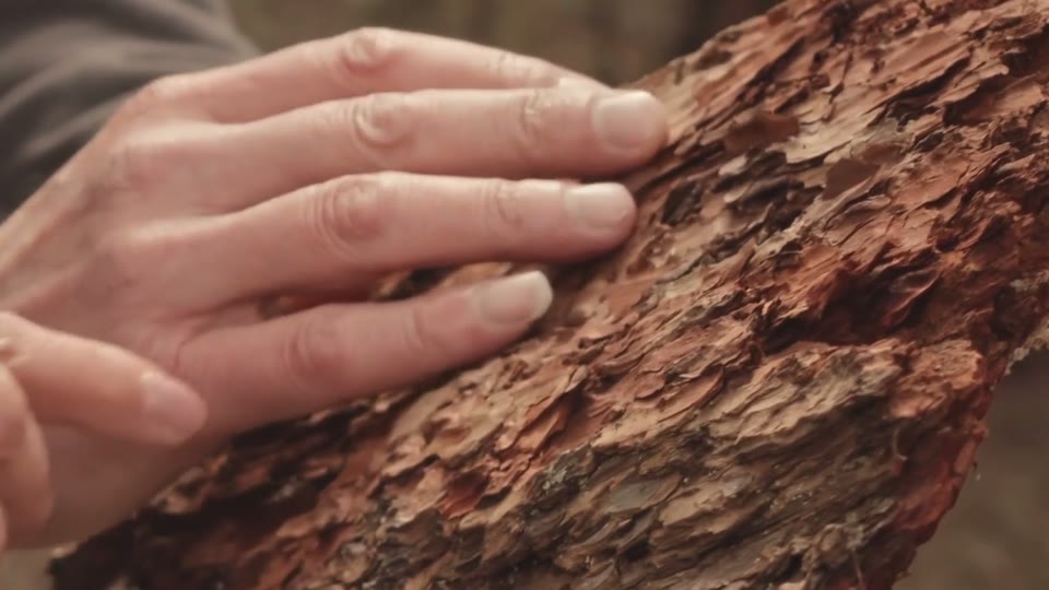 A hand holding a piece of French maritime pine bark